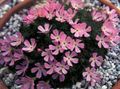Flores de jardín Douglasia, Montaña Rocosa Enana-Primavera, Vitaliana rosa Foto