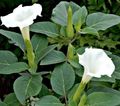 white Flower Angel's trumpet, Devil's Trumpet, Horn of Plenty, Downy Thorn Apple Photo and characteristics