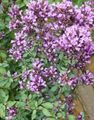 I fiori da giardino Origano, Origanum lilla foto