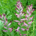 Tuin Bloemen Gemeenschappelijke Duivenkervel, Bedelstaf, Aarde Rook, Wax Poppen, Fumaria officinalis roze foto