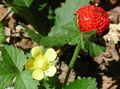 gul Blomst Indian Jordbær, Mock Jordbær Foto og egenskaber