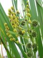 žltá Kvetina Exotické Bur Reed fotografie a vlastnosti
