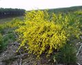 Have Blomster Skotsk Gyvel, Broomtops, Almindelig Gyvel, Europæiske Kost, Irsk Kost, Sarothamnus scoparius gul Foto