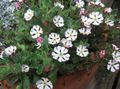 білий Квітка Залузіанскія Фото і характеристика