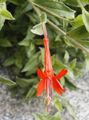 Gradina Flori Îngustă California Fuchsia, Fuchsia Cărunt, Colibri Trompeta, Zauschneria portocale fotografie