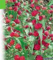 Tuin Bloemen Aardbei Sticks, Chenopodium foliosum rood foto