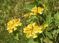 żółty Kwiat Zopnika zdjęcie i charakterystyka