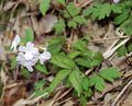 Ogrodowe Kwiaty Zubyanka (Dentariya), Dentaria, Cardamine biały zdjęcie