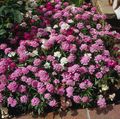 I fiori da giardino Candytuft, Iberis rosa foto