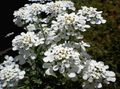 Градински цветове Иберис, Iberis бял снимка
