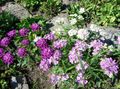 Zahradní květiny Iberka, Iberis šeřík fotografie
