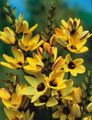 I fiori da giardino Vischio, Ixia giallo foto