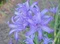 Vrtno Cvetje Lily-Of-The-Altaj, Sivka Gorska Lilije, Sibirski Lilije, Modro Nebo Gorska Lilija, Tartar Lily, Ixiolirion svetlo modra fotografija