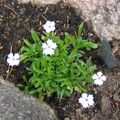 Садовые Цветы Иксока (Гелиосперма), Heliosperma, Silene alpestris белый Фото