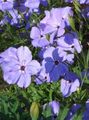 ბაღის ყვავილები Sweet-William Catchfly, არც ისე ლამაზი, გაიზარდა სამოთხეში, Silene armeria, Silene coeli-rosa იასამნისფერი სურათი