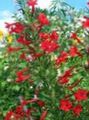 Kerti Virágok Állva Ciprus, Skarlátvörös Gilia, Ipomopsis piros fénykép