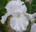 ბაღის ყვავილები Iris, Iris barbata თეთრი სურათი