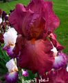 burgundia Floare Iris fotografie și caracteristici