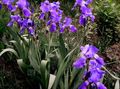 Flores do Jardim Íris, Iris barbata roxo foto