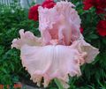рожевий Квітка Ірис Бородатий Фото і характеристика