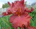Záhradné kvety Kosatec, Iris barbata červená fotografie