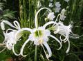 bláthanna gairdín Lily Spider, Ismene, Lus An Chromchinn Farraige, Hymenocallis bán Photo