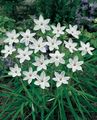 hvit Blomst Våren Starflower Bilde og kjennetegn