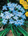 luz azul Flor Primavera Starflower foto e características