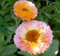 рожевий Квітка Календула (Нігтики) Фото і характеристика