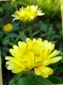 Flores de jardín Caléndula, Calendula officinalis amarillo Foto