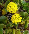 Градински цветове Пясък Върбинка, Abronia жълт снимка