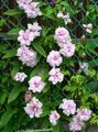 Flores do Jardim Calystegia, Calystegia pubescens rosa foto