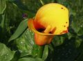 orange Blume Calla-Lilien, Aronstab Foto und Merkmale