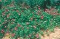 červená Kvetina Mexická Winecups, Mak Slez fotografie a vlastnosti
