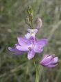 Sodo Gėlės Žolė Rožinė Orchidėjų, Calopogon alyvinis Nuotrauka