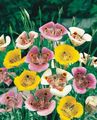 fehér Virág Sego Liliom, Tolmie Csillaga Tulipán, Szőrös Pina Füle fénykép és jellemzők