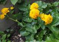 Ogrodowe Kwiaty Kaluzhnitsa, Caltha palustris żółty zdjęcie