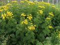 Garden Flowers Curled Tansy, Curly Tansy, Double Tansy, Fern-leaf Tansy, Fernleaf Golden Buttons, Silver Tansy, Tanacetum yellow Photo