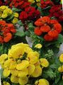 sarkans  Lady Tupele, Tupele Ziedu, Slipperwort, Uzziņu Augs, Maisiņš Zieds Foto un raksturlielumi