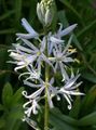λευκό λουλούδι Camassia φωτογραφία και χαρακτηριστικά
