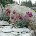 бордовий Квітка Камнеломка (Саксіфрага) Фото і характеристика