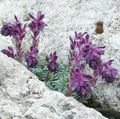 Flores de jardín Saxifraga púrpura Foto