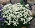 λευκό λουλούδι Saxifraga φωτογραφία και χαρακτηριστικά
