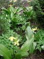 Záhradné kvety Kolouch Ľalia, Erythronium žltá fotografie