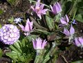 Bahçe Çiçekleri Zambak Fawn, Erythronium leylak fotoğraf