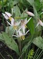 Gartenblumen Fawn Lily, Erythronium weiß Foto