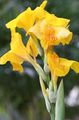 Λουλούδια κήπου Canna Κρίνος, Indian Φυτό Πυροβολισμό κίτρινος φωτογραφία