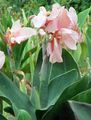 pink Flower Canna Lily, Indian shot plant Photo and characteristics