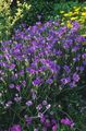 Trädgårdsblommor Kärlek Växt, Cupids Pil, Catananche violett Fil