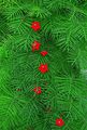 Садовые Цветы Квамоклит (Ипомея), Ipomoea quamoclit красный Фото